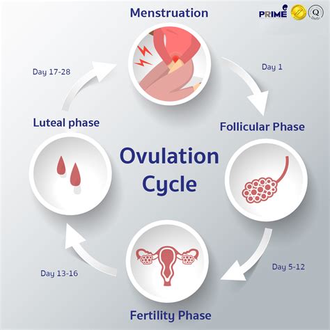 ovulation übersetzung|why do women ovulate.